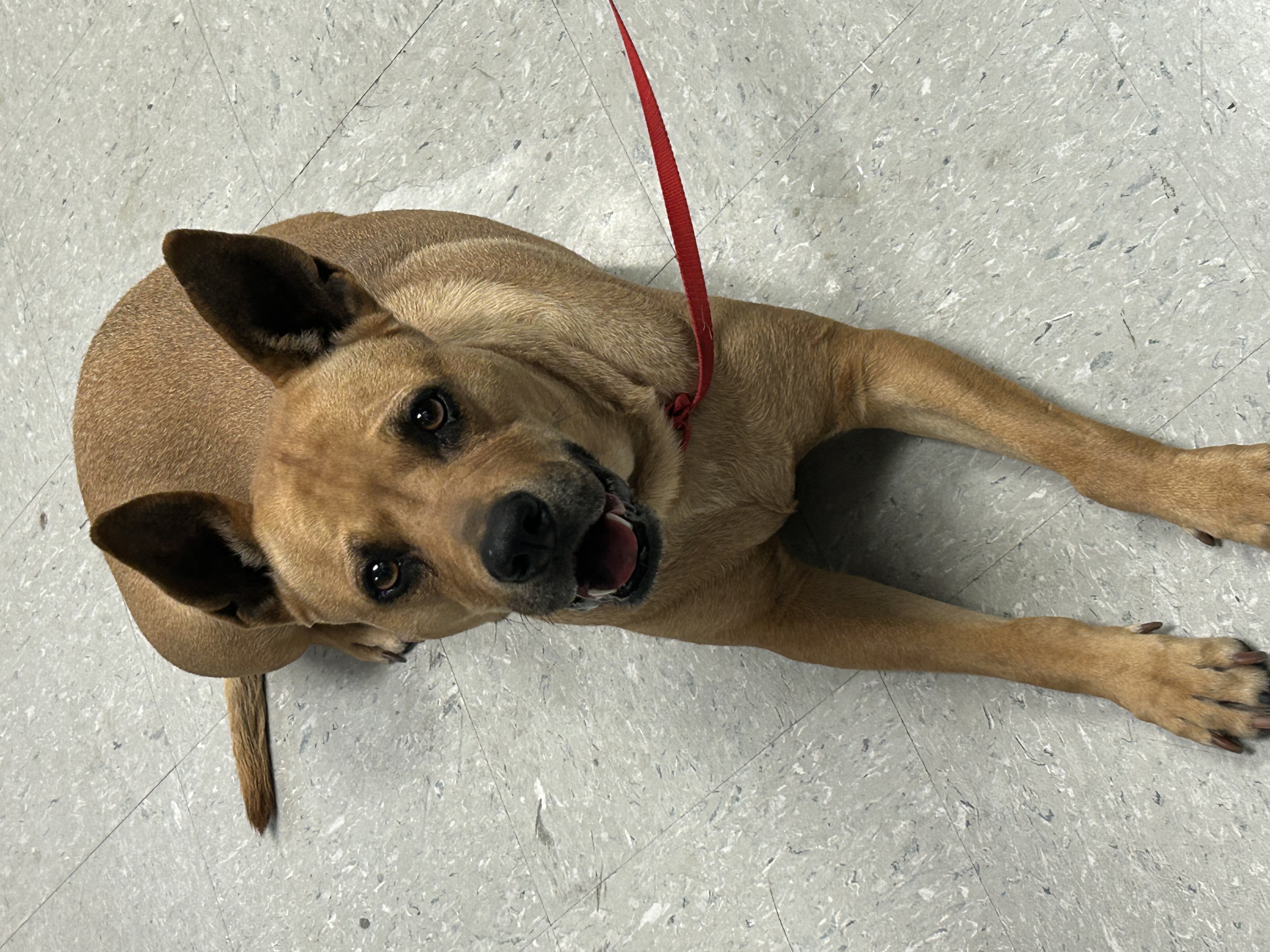 Enlarge Kendra, a Adoptable Shepherd in El Paso, TX image 2/4