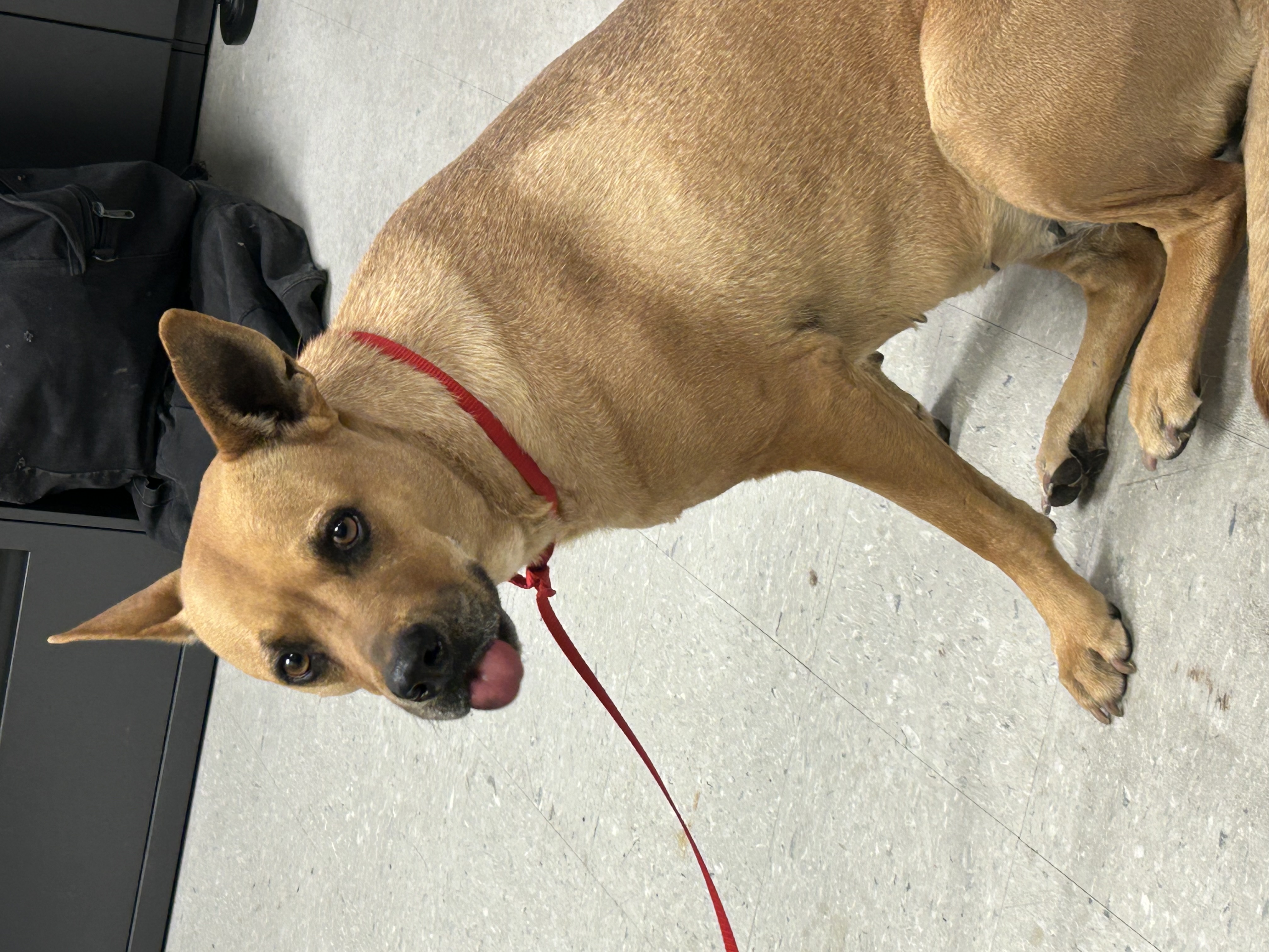 Enlarge Kendra, a Adoptable Shepherd in El Paso, TX image 3/4