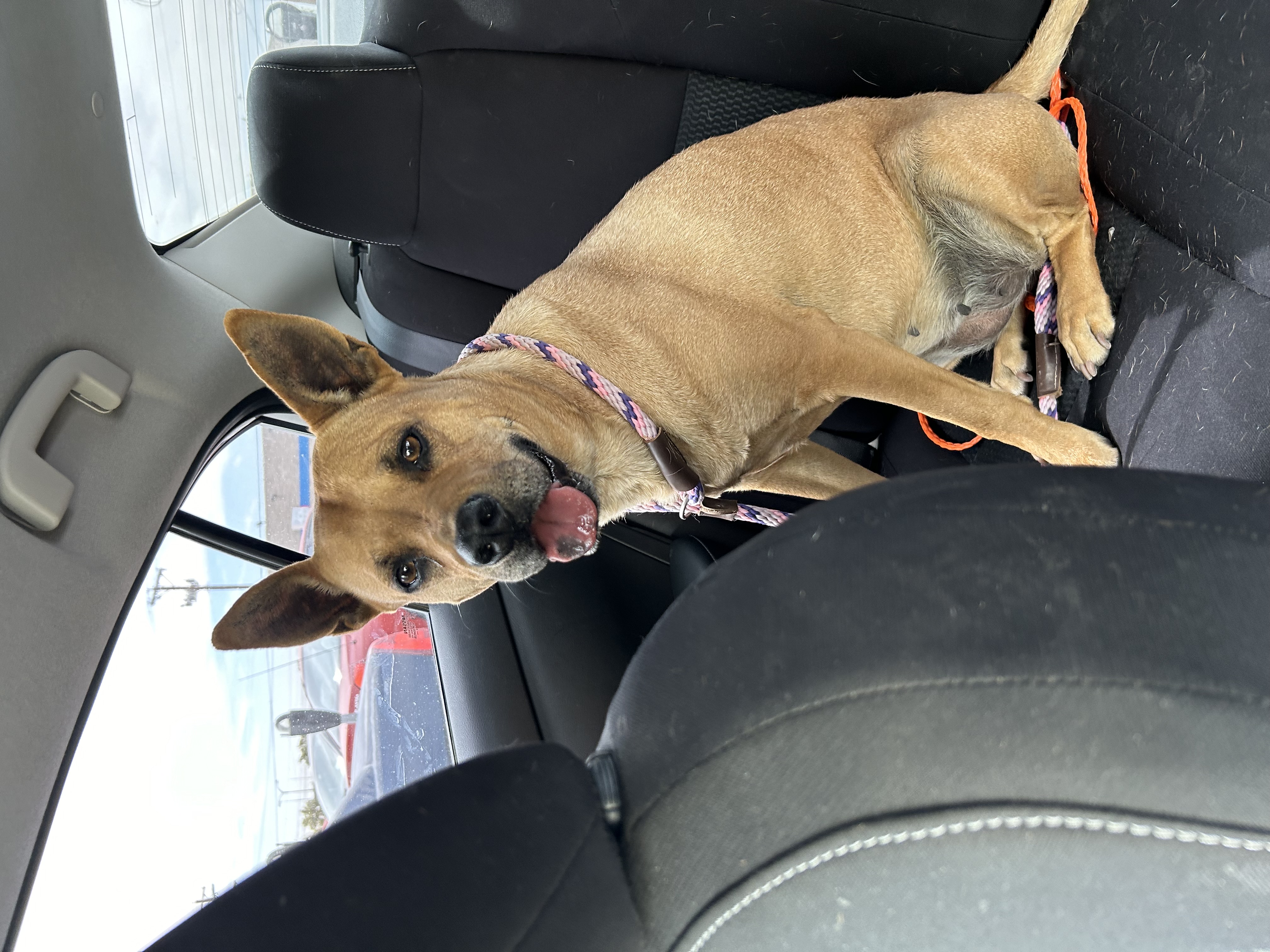 Enlarge Kendra, a Adoptable Shepherd in El Paso, TX image 4/4