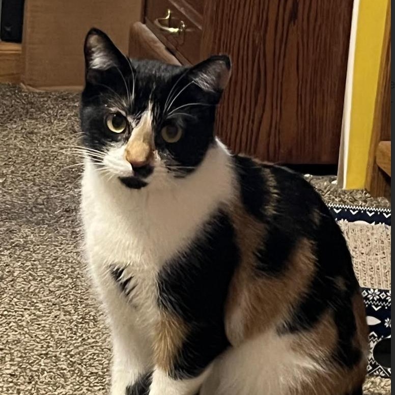 Spooky, Adoptable, Adult Female Domestic Short Hair.