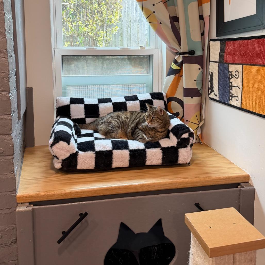 Annabelle, a Adoptable Domestic Short Hair in Oyster Bay, NY image 1/3