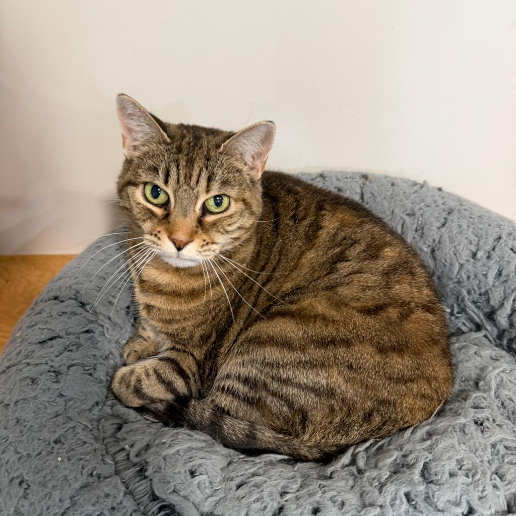Enlarge Annabelle, a Adoptable Domestic Short Hair in Oyster Bay, NY image 2/5