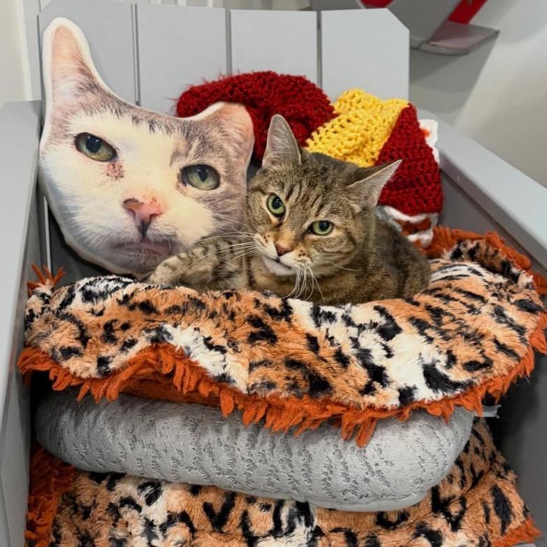 Enlarge Annabelle, a Adoptable Domestic Short Hair in Oyster Bay, NY image 2/4