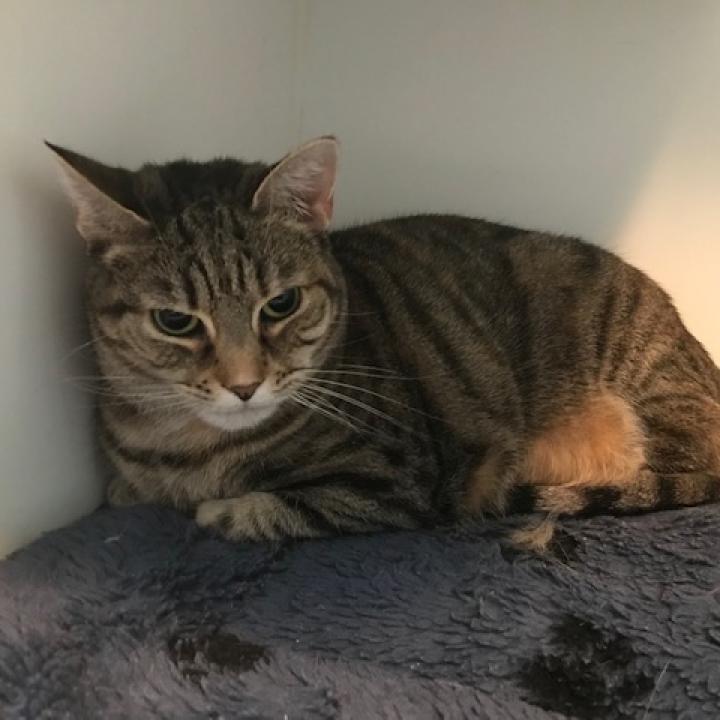 Enlarge Annabelle, a Adoptable Domestic Short Hair in Oyster Bay, NY image 1/2