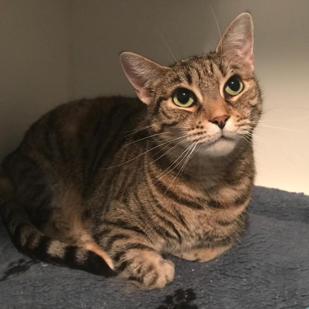 Enlarge Annabelle, a Adoptable Domestic Short Hair in Oyster Bay, NY image 2/2