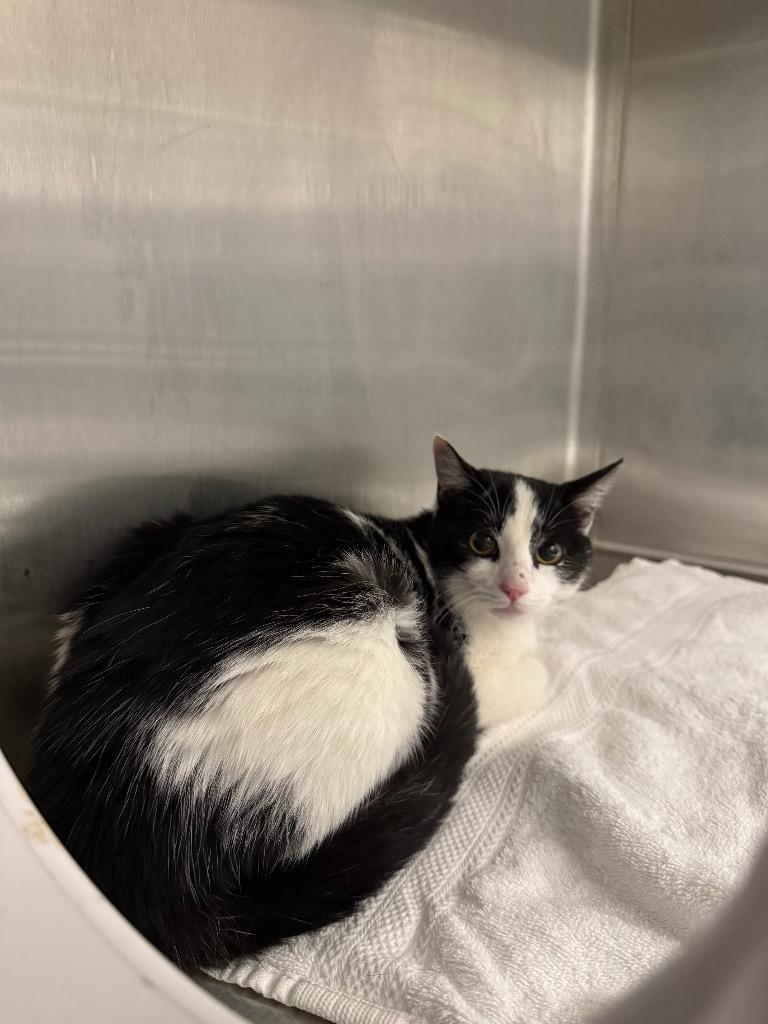 Meka (Purple Collar), Adoptable, Young Female Domestic Short Hair.