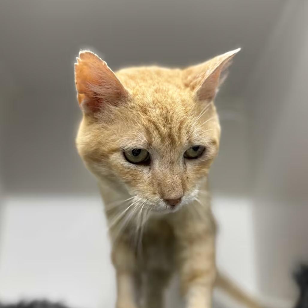 Enlarge Marc Anthony, a Adoptable Domestic Short Hair in Lauderhill, FL image 3/5