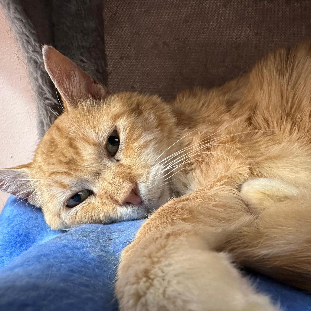 Enlarge Marc Anthony, a Adoptable Domestic Short Hair in Lauderhill, FL image 2/5