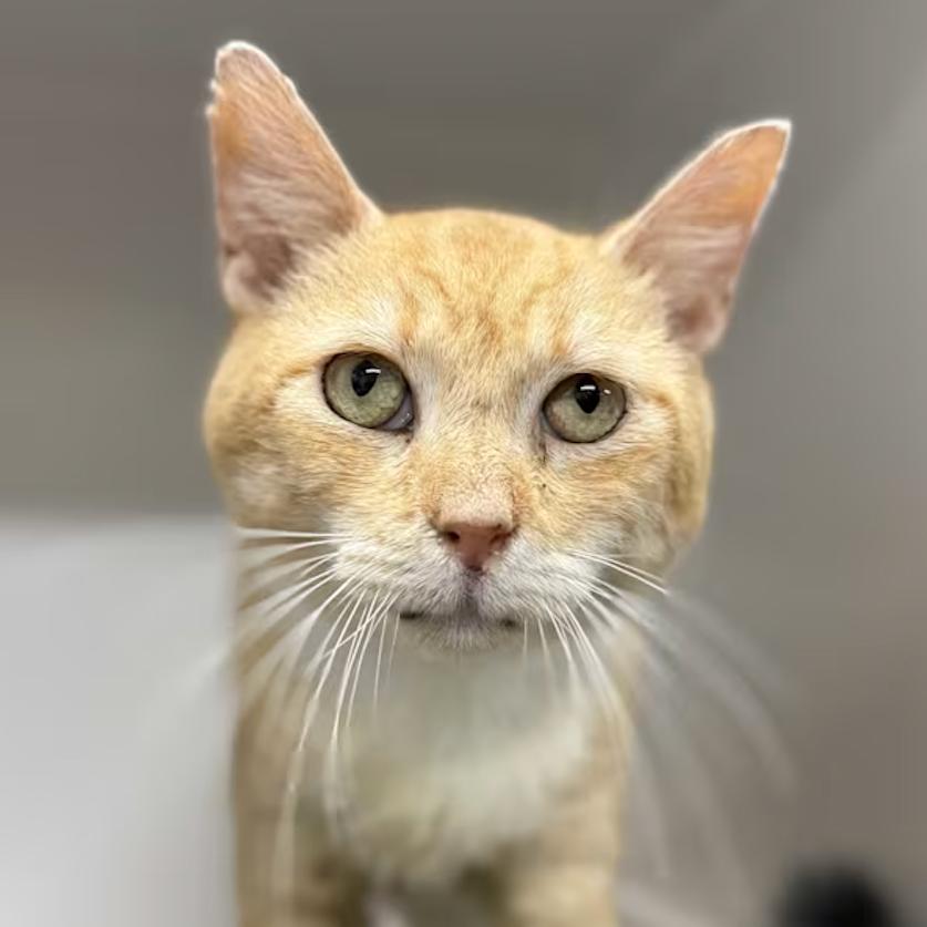 Marc Anthony, Adoptable, Senior Male Domestic Short Hair.