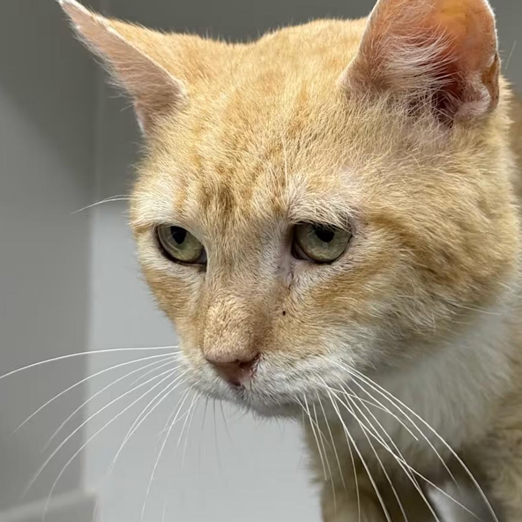 Enlarge Marc Anthony, a Adoptable Domestic Short Hair in Lauderhill, FL image 4/5