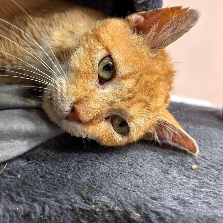 Enlarge Marc Anthony, a Adoptable Domestic Short Hair in Lauderhill, FL image 5/5