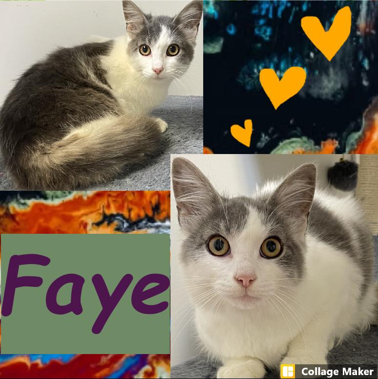 Faye, Adoptable, Young Female Domestic Short Hair.