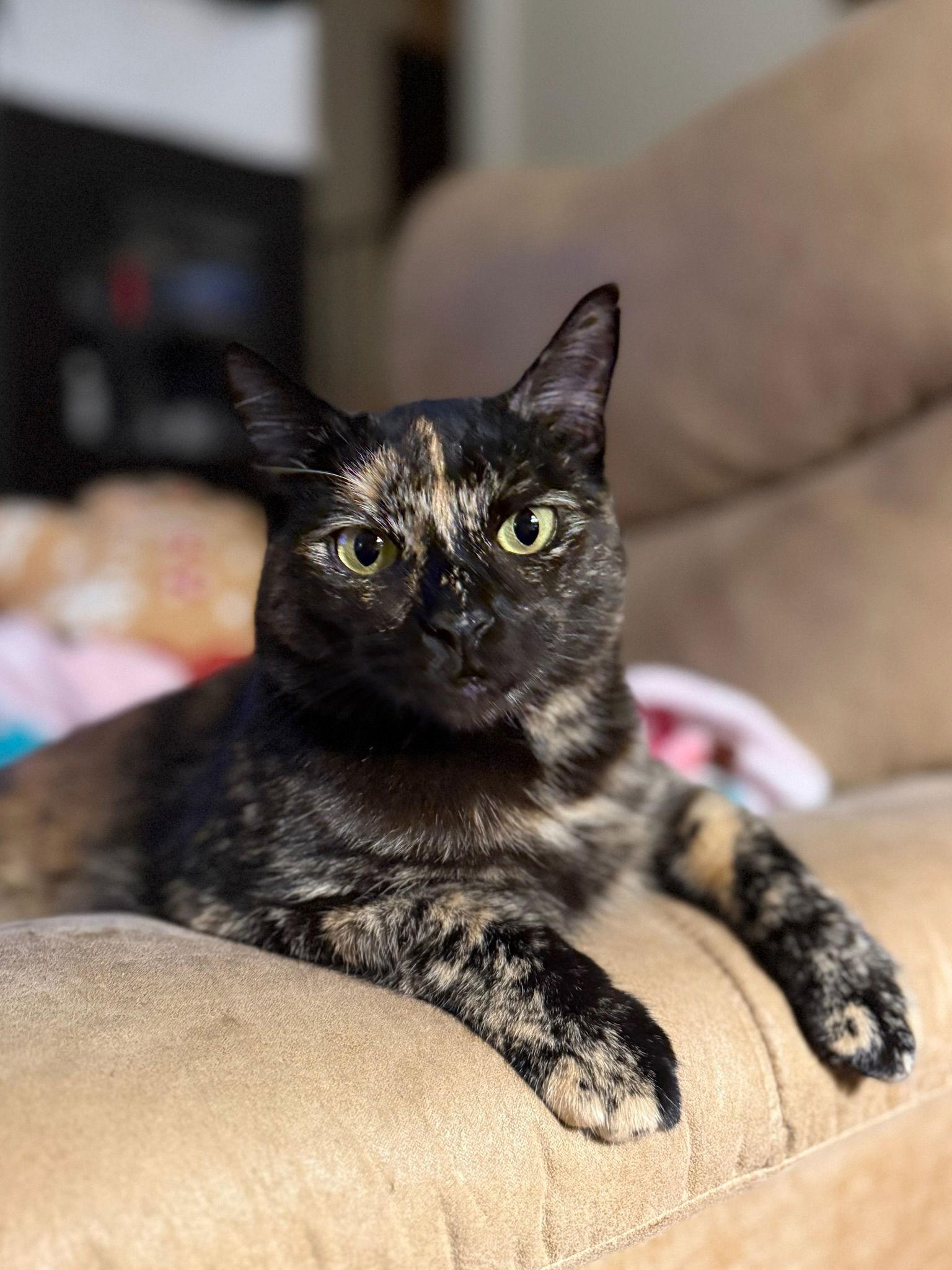 Enlarge Bumblebee, a Adoptable Tortoiseshell in San Jose, CA image 1/3