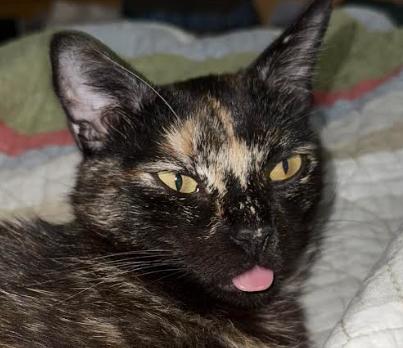 Enlarge Bumblebee, a Adoptable Tortoiseshell in San Jose, CA image 2/3