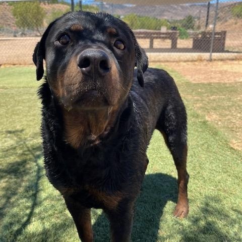 Prince, adoptable, Adult Male Rottweiler.