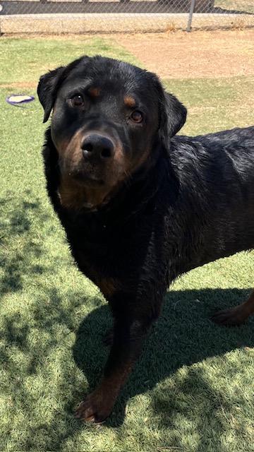 Enlarge Prince, an adoptable Rottweiler in Agua Dulce, CA image 2/5