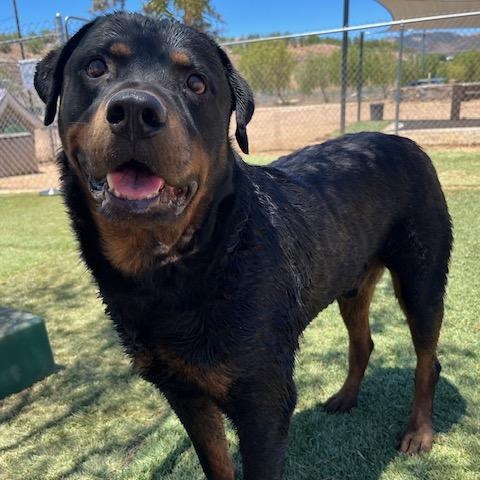 Enlarge Prince, an adoptable Rottweiler in Agua Dulce, CA image 4/5