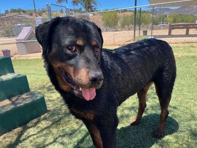 Enlarge Prince, an adoptable Rottweiler in Agua Dulce, CA image 5/5
