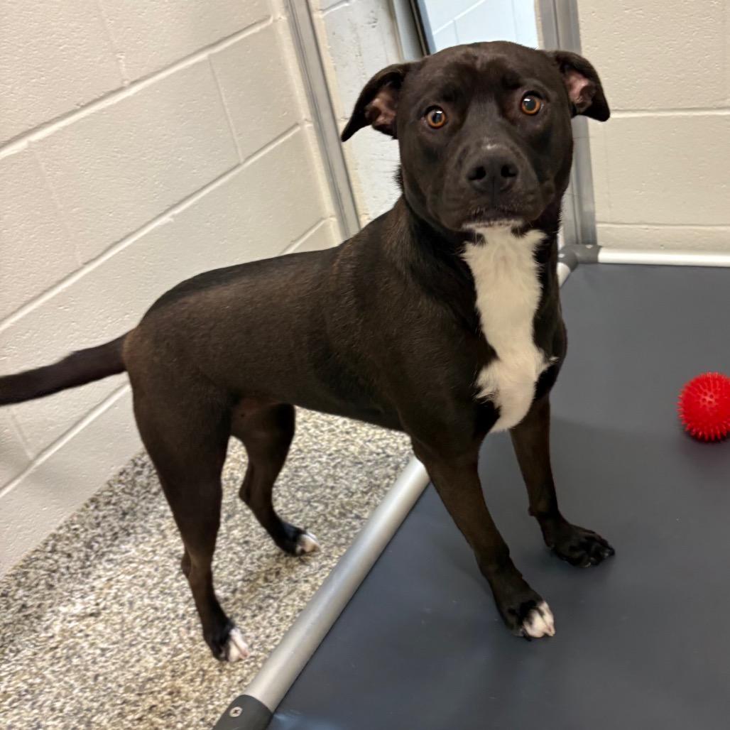 Gracie, Adoptable, Adult Female Pit Bull Terrier & Mixed Breed.