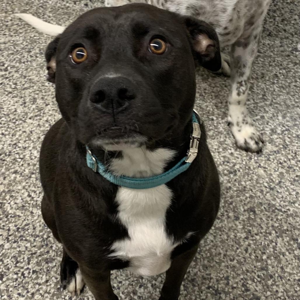 Gracie, a Adoptable mixed breed in Morganton, NC image 2/4