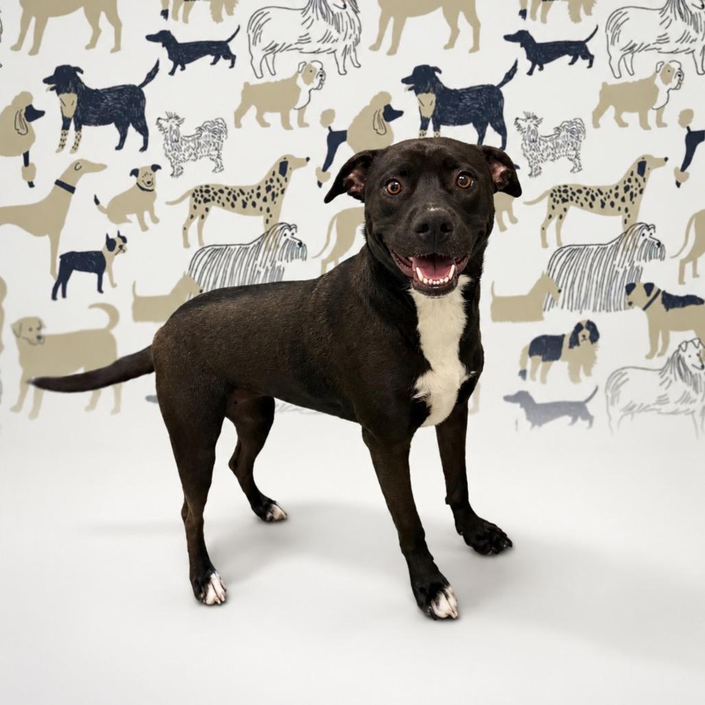 Gracie, a Adoptable mixed breed in Morganton, NC image 3/4