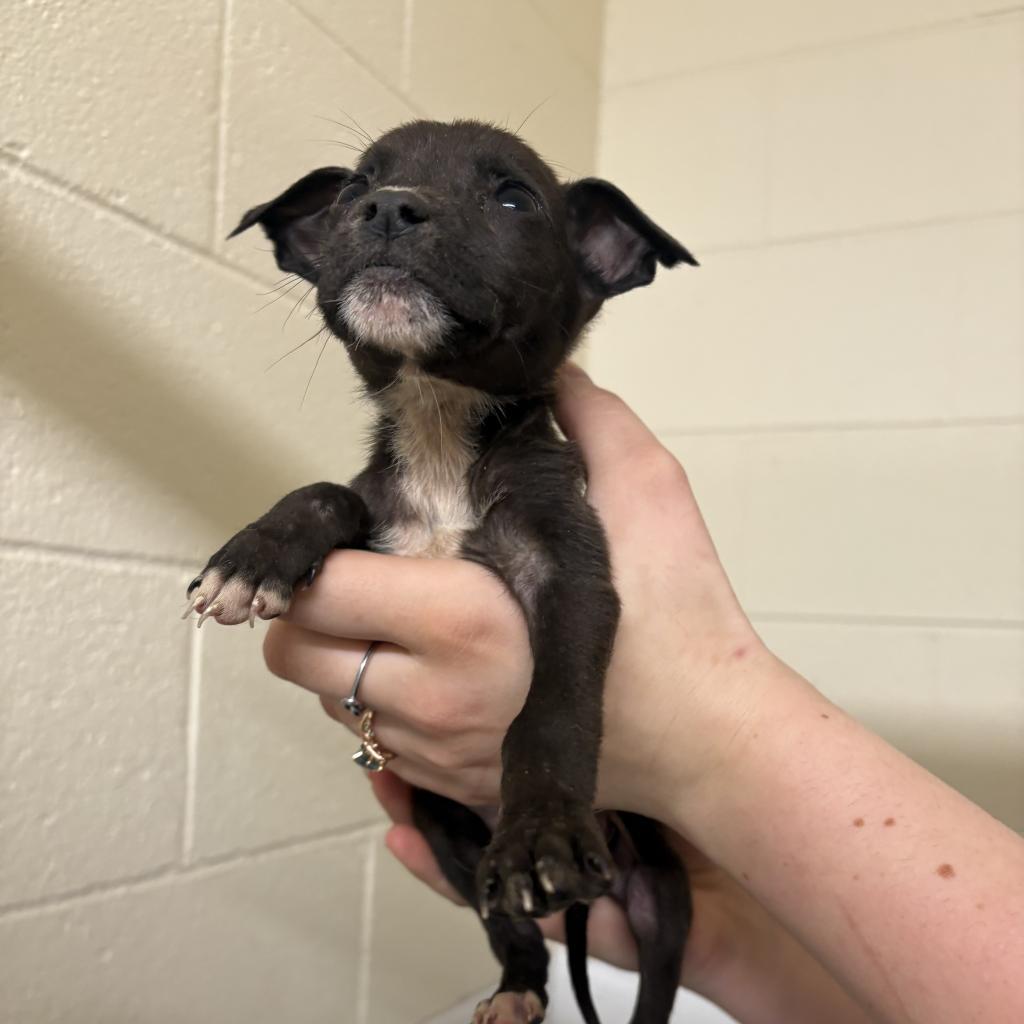 Gracie, a Adoptable mixed breed in Morganton, NC image 4/4