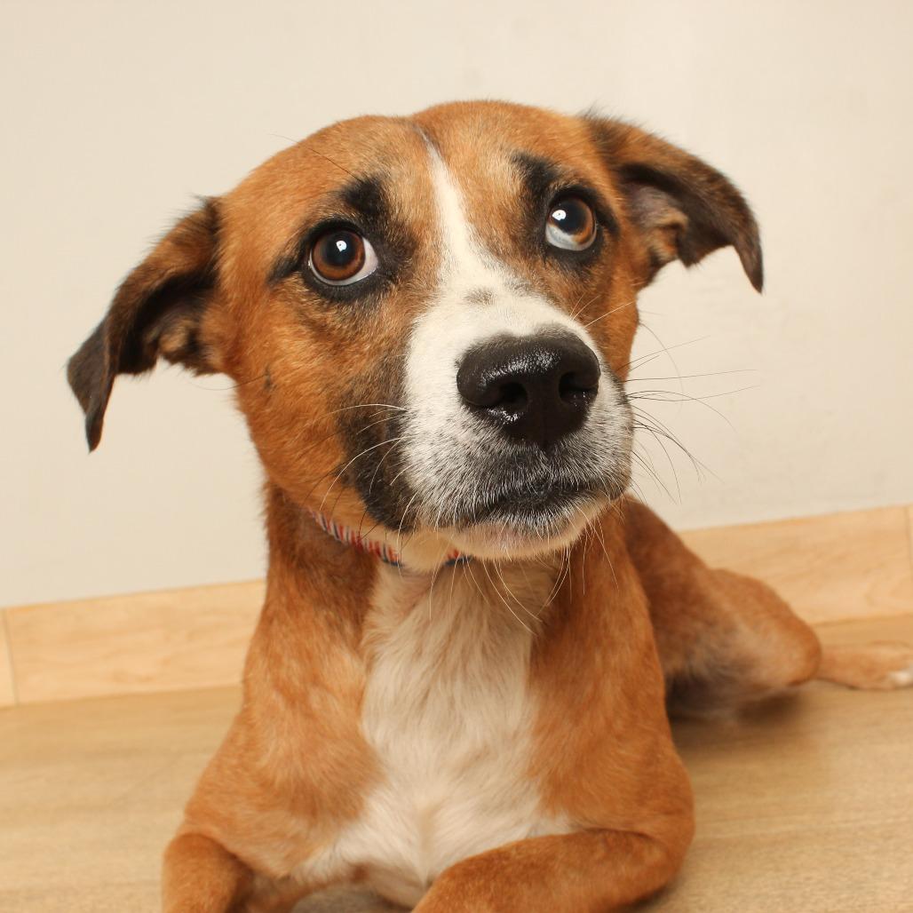 Barry D71193, Adoptable, Adult Male Beagle & Mixed Breed.