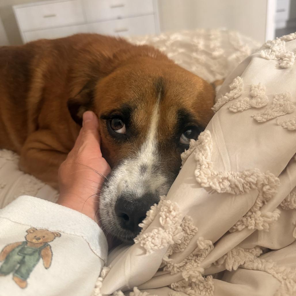 Enlarge Barry D71193, a Adoptable mixed breed in Minnetonka, MN image 2/6