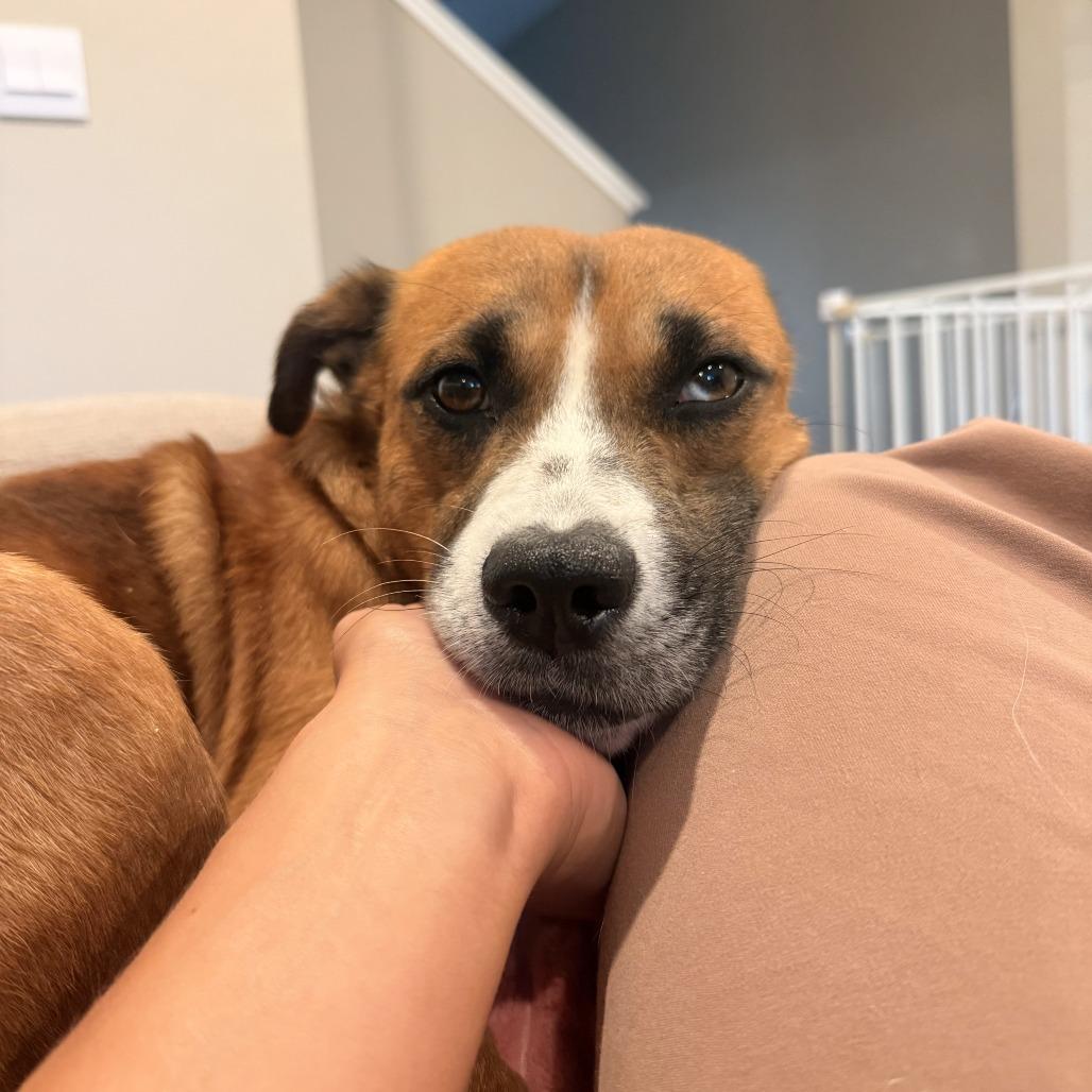 Enlarge Barry D71193, a Adoptable mixed breed in Minnetonka, MN image 3/6