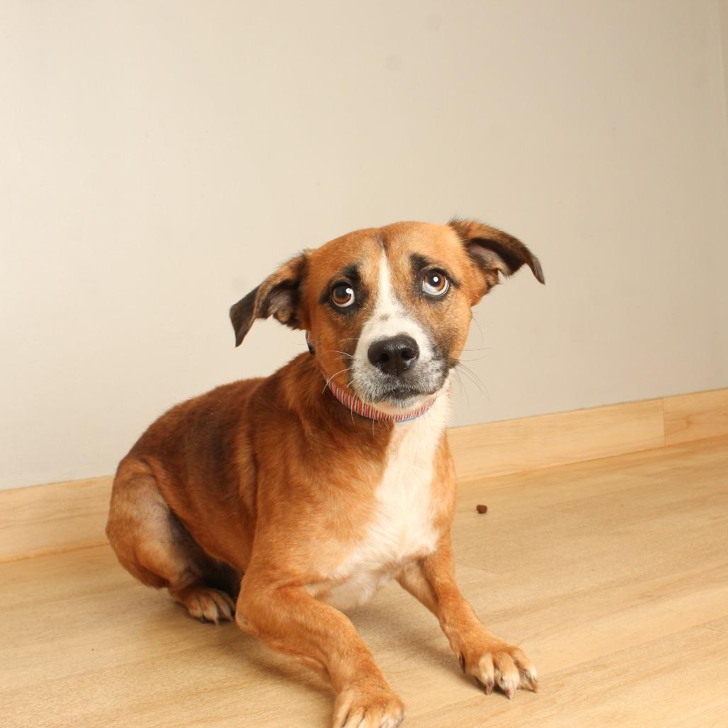 Enlarge Barry D71193, a Adoptable mixed breed in Minnetonka, MN image 4/6