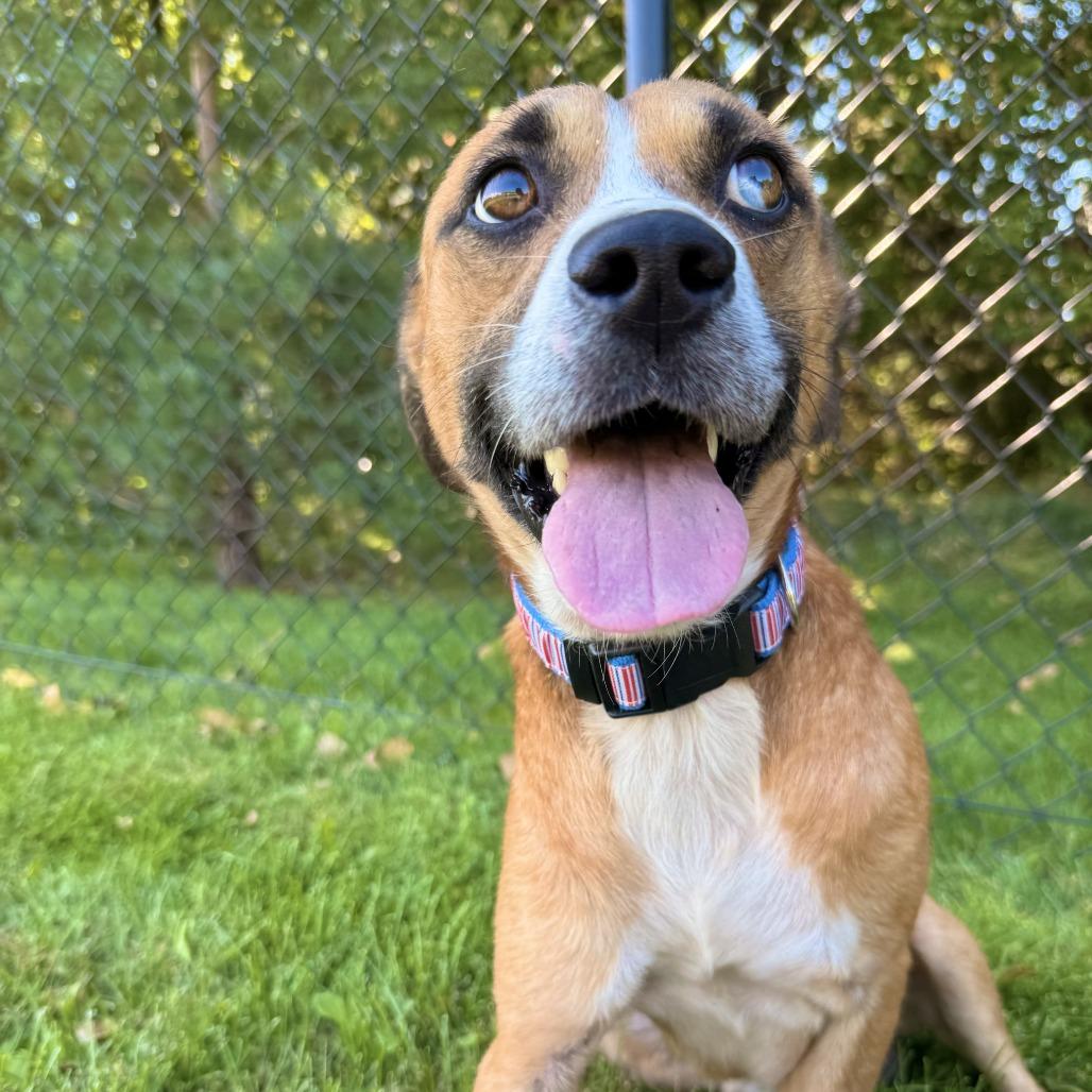 Enlarge Barry D71193, a Adoptable mixed breed in Minnetonka, MN image 5/6