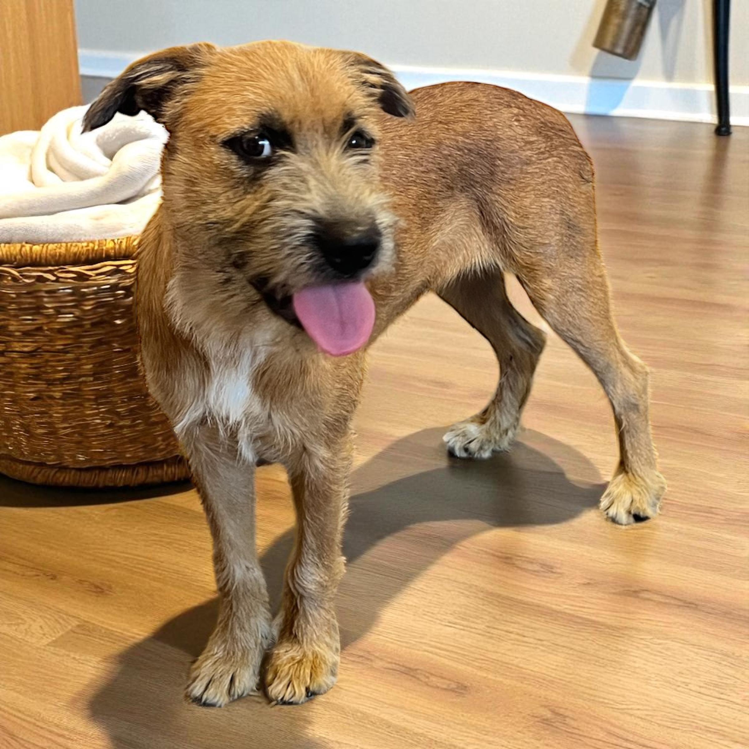 Enlarge Nala, a Adopted mixed breed in Horn Lake, MS image 4/6