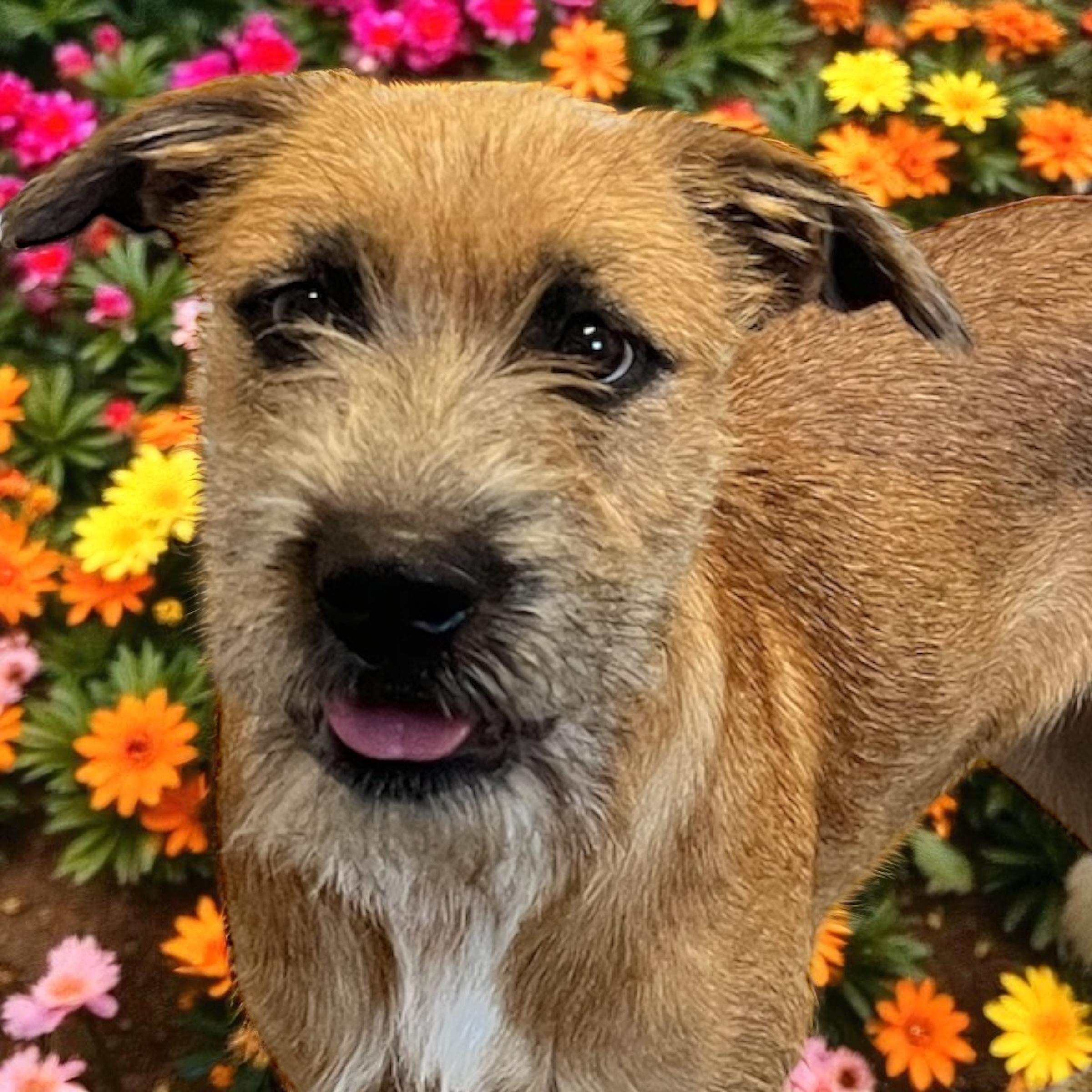 Nala, Adopted, Young Female Wirehaired Terrier & Irish Terrier.