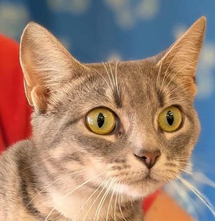 Alanis, Adoptable, Young Female Domestic Short Hair & Domestic Short Hair.