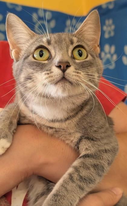 Alanis, Adoptable, Young Female Domestic Short Hair & Domestic Short Hair.