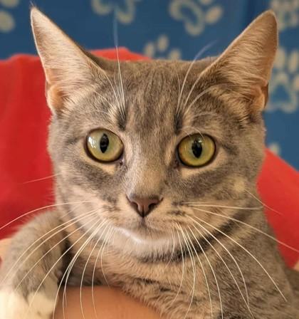 Alanis, Adoptable, Young Female Domestic Short Hair & Domestic Short Hair.