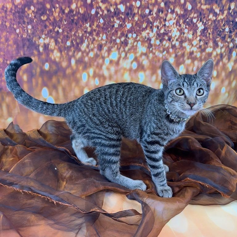 Millie, a Adoptable mixed breed in Houston, TX image 2/4