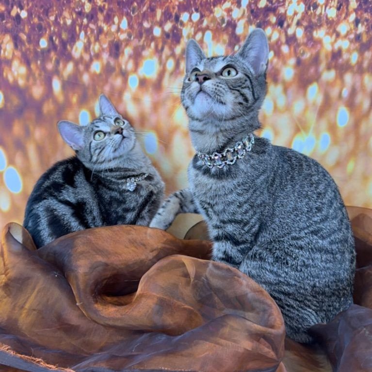 Millie, a Adoptable mixed breed in Houston, TX image 3/4