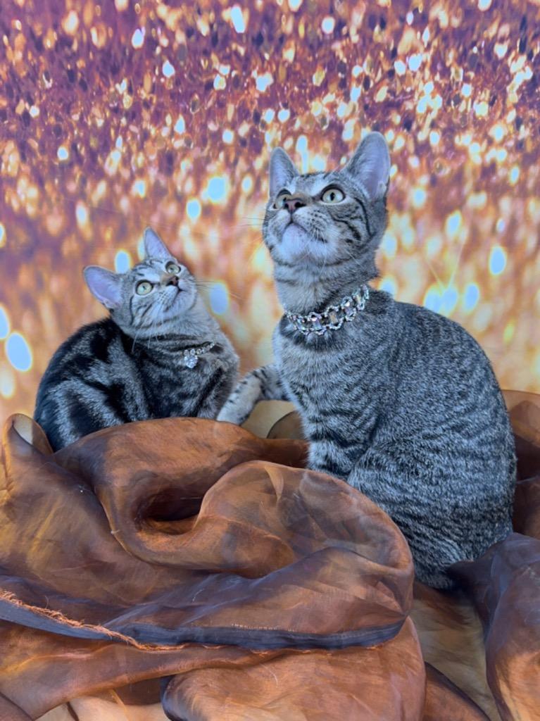 Millie, a Adoptable mixed breed in Houston, TX image 3/4