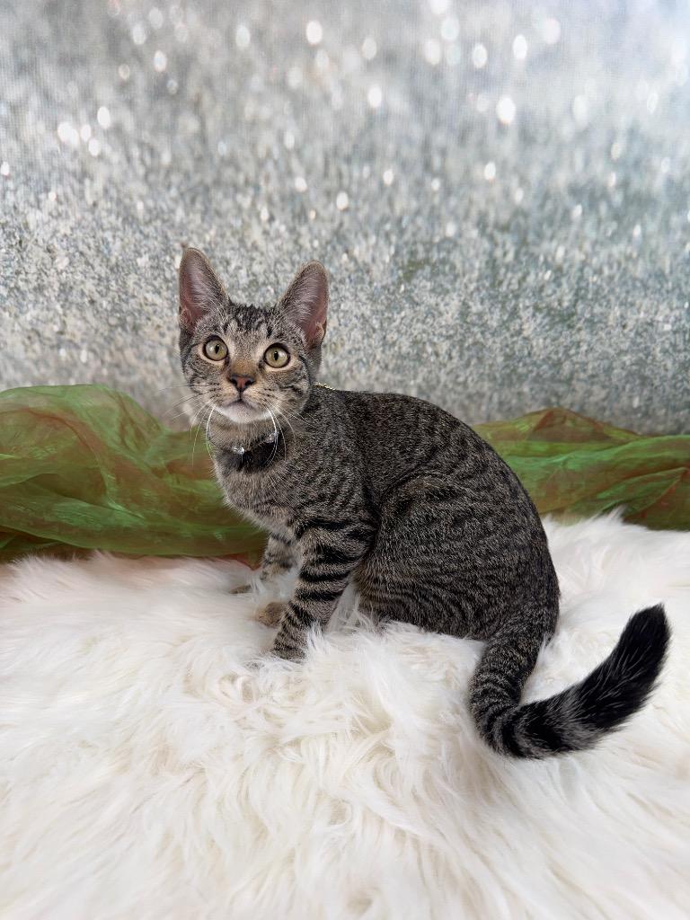 Millie, a Adoptable mixed breed in Houston, TX image 4/4