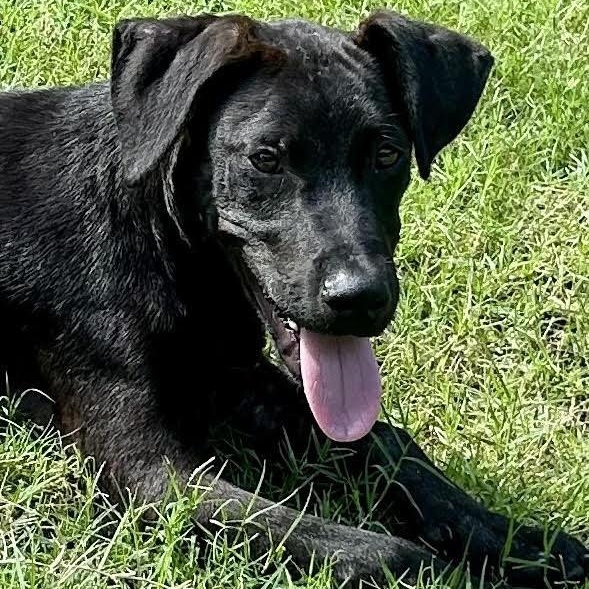Hank, a ADOPTABLE mixed breed in Water Valley, MS image 5/5