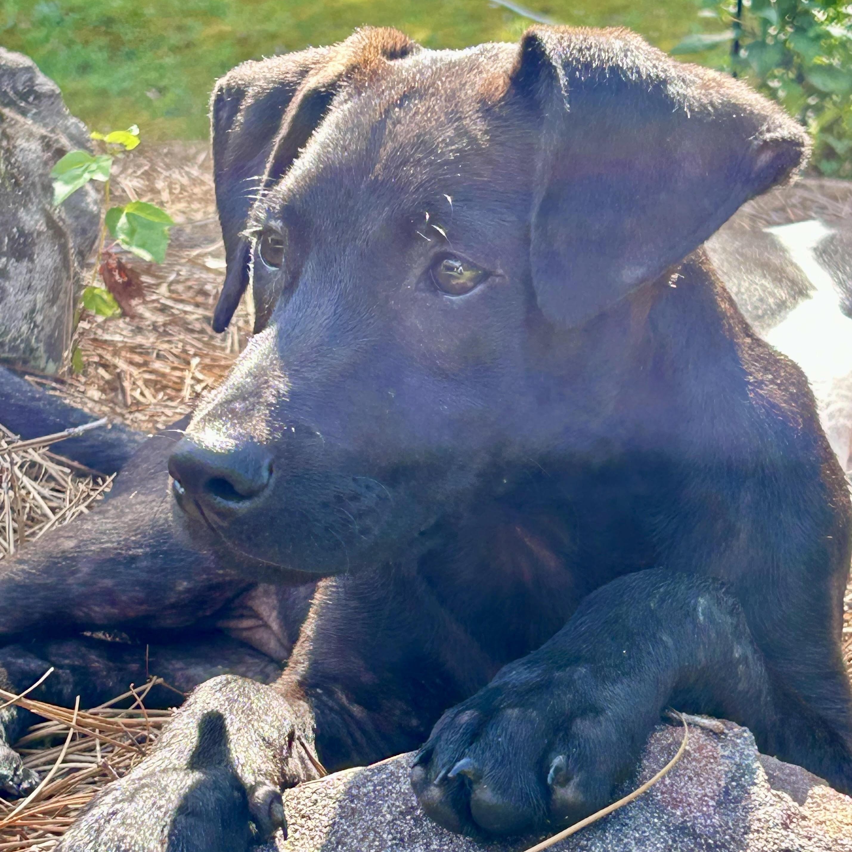 Hank, a ADOPTABLE mixed breed in Water Valley, MS image 4/5