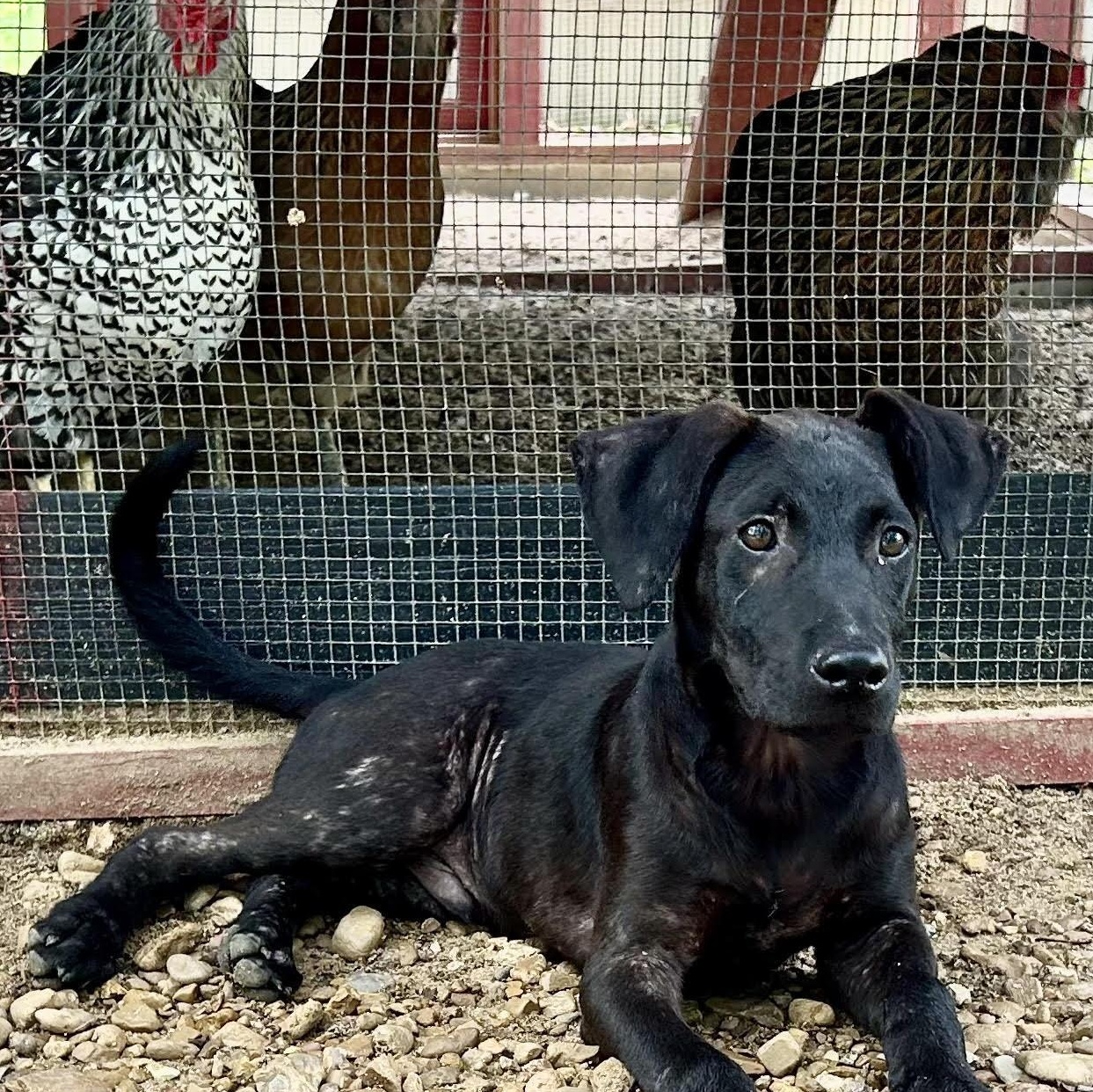 Hank, a ADOPTABLE mixed breed in Water Valley, MS image 2/5