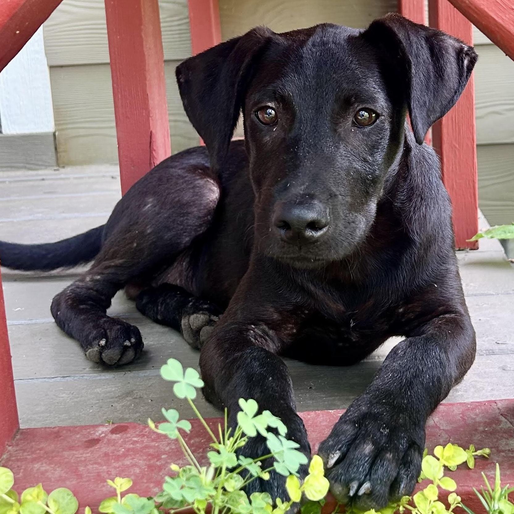 Hank, ADOPTABLE, Young Male Black Labrador Retriever.
