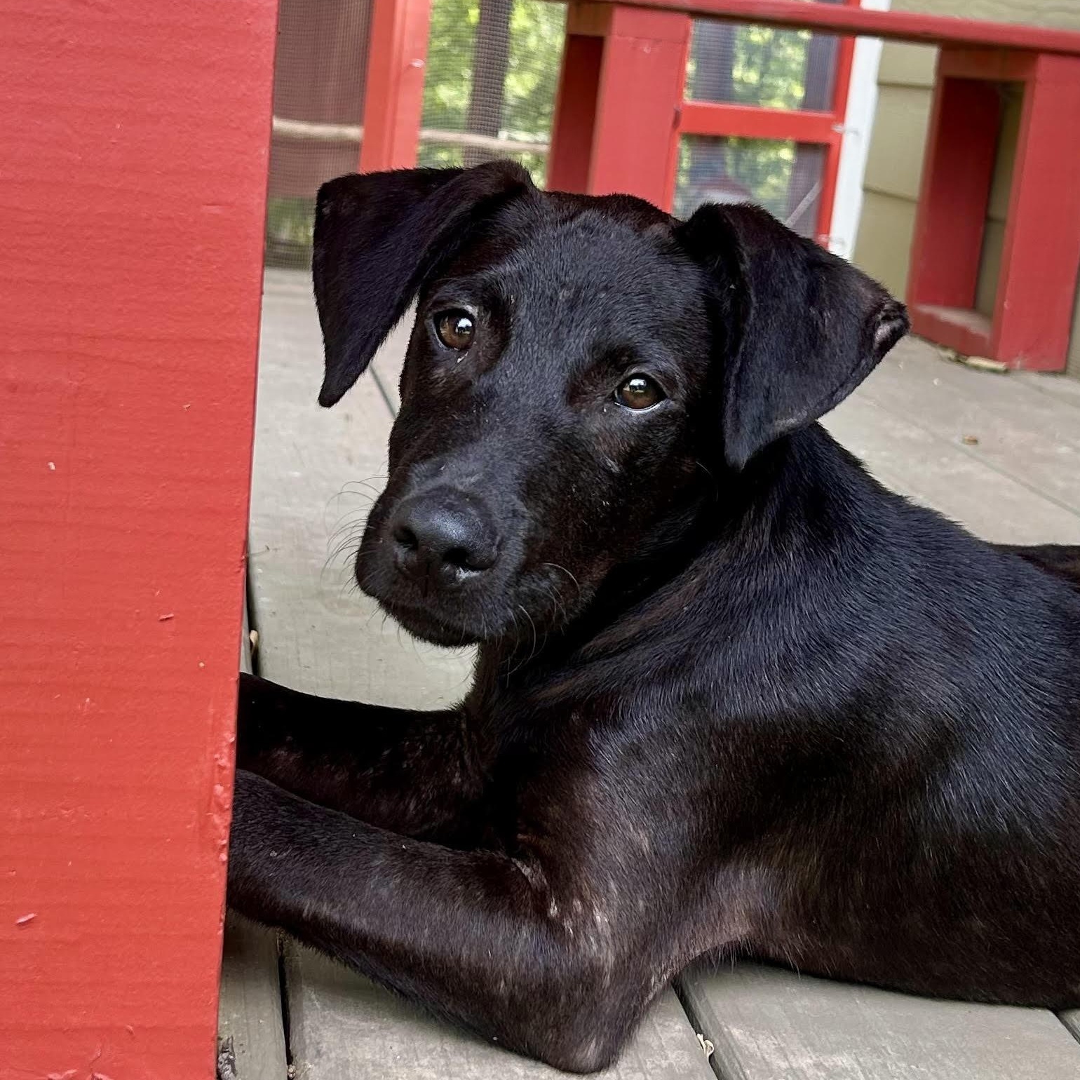 Hank, a ADOPTABLE mixed breed in Water Valley, MS image 3/5