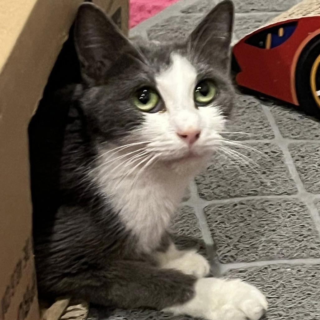 Enlarge Dani, a Adoptable Domestic Short Hair in Harrisonburg, VA image 1/4