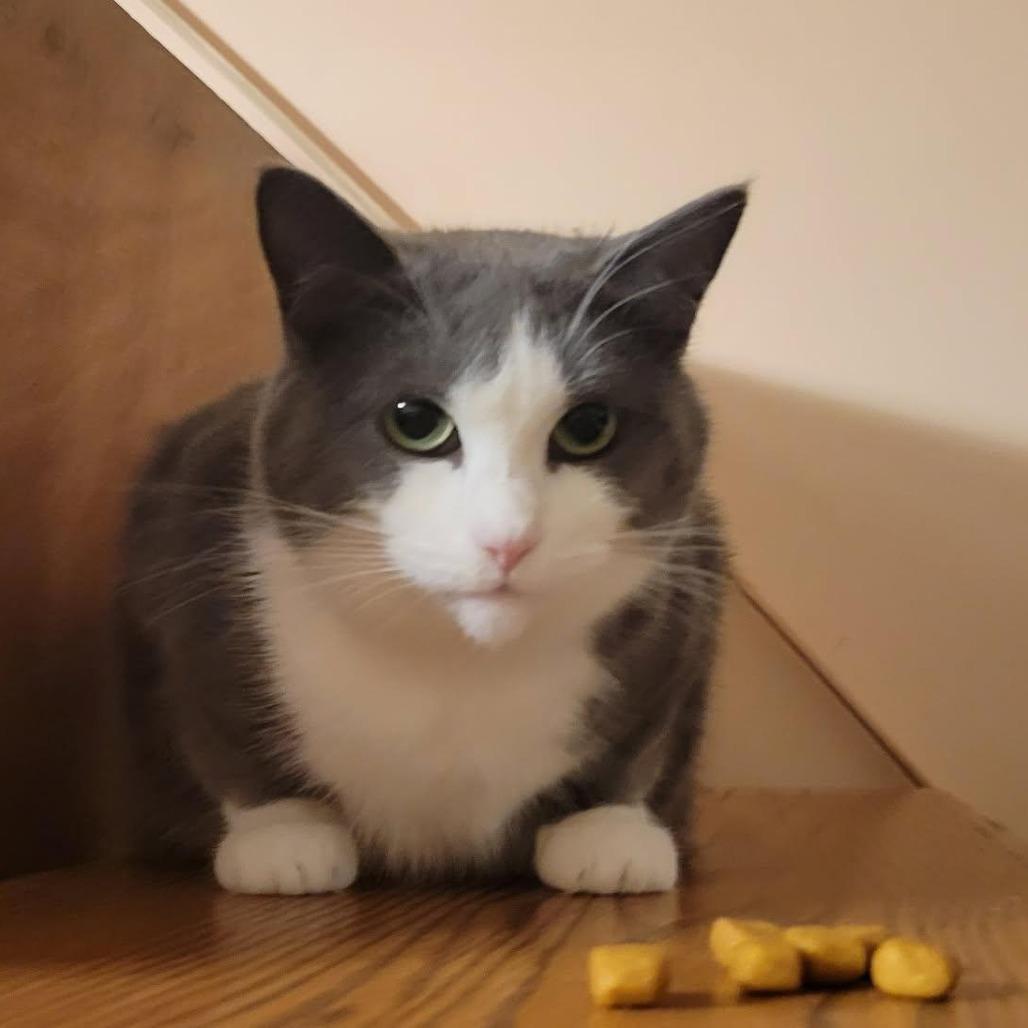 Enlarge Dani, a Adoptable Domestic Short Hair in Harrisonburg, VA image 1/5