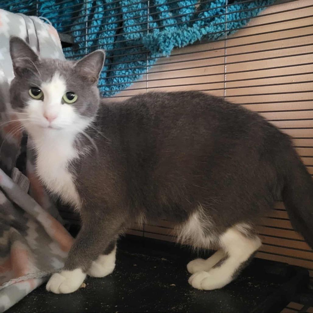 Enlarge Dani, a Adoptable Domestic Short Hair in Harrisonburg, VA image 2/4