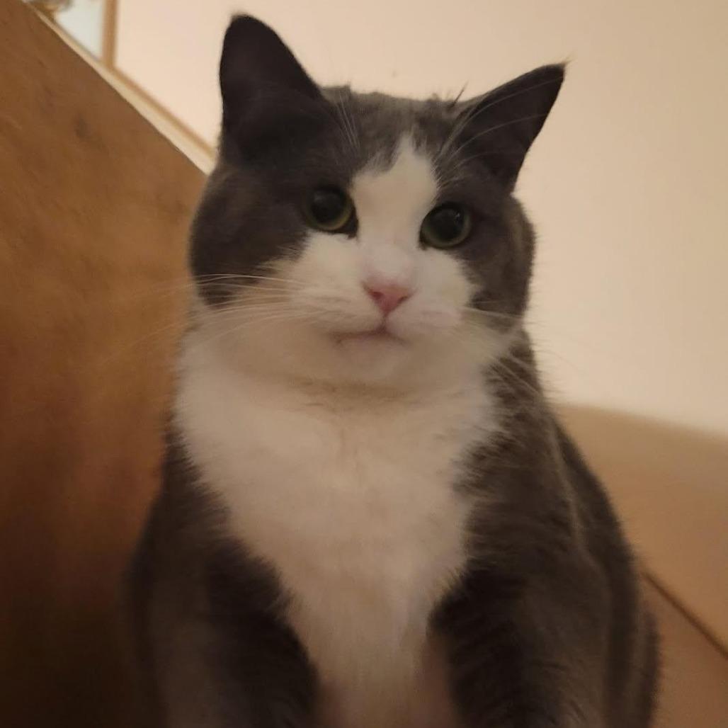 Enlarge Dani, a Adoptable Domestic Short Hair in Harrisonburg, VA image 3/5