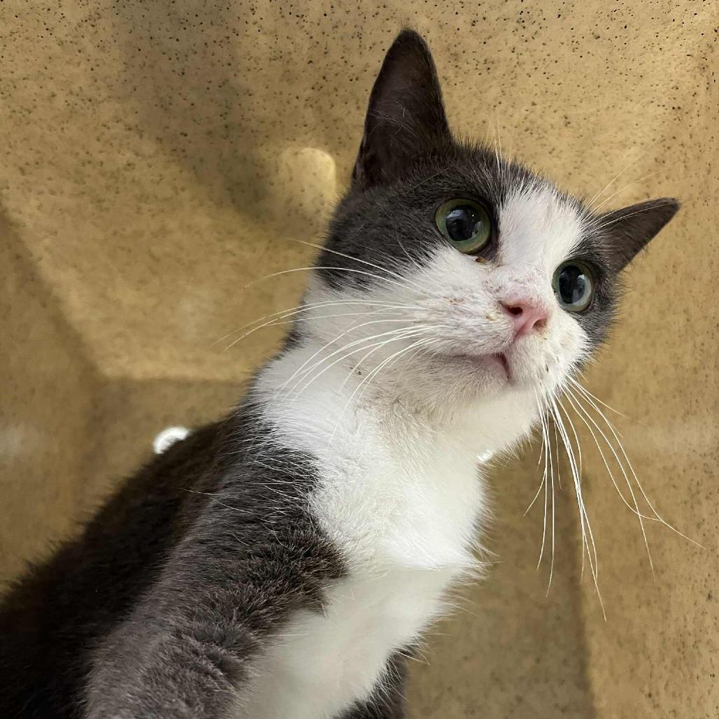 Enlarge Dani, a Adoptable Domestic Short Hair in Harrisonburg, VA image 3/4